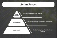 Asian Forest - Aromatična sveća od sojinog voska sa pamučnim fitiljem (110gr)